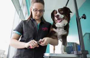 Benefits Of Grooming The Pets In Shops