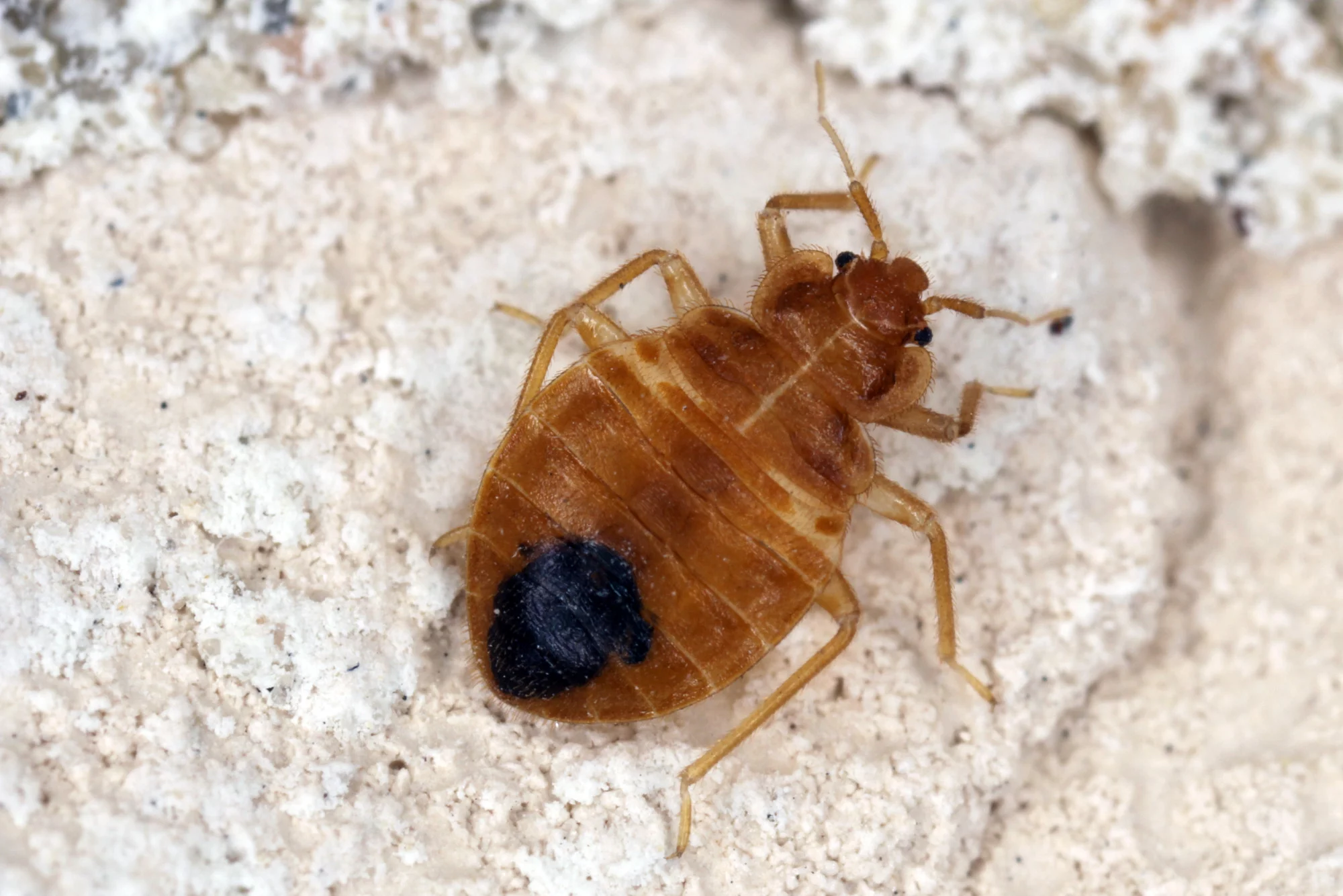 Effects of Bedbug Treatment on Close Encounters with Alien Pests